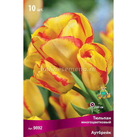 Тюльпан Многоцветковый Аутбрейк (10 шт.)