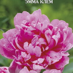 Пион травянистый Эмма Клем