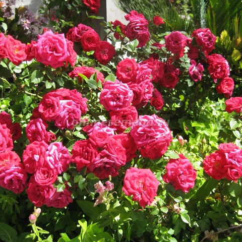 Роза парковая Декор Роуз