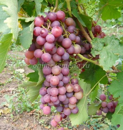 Виноград плодовый Герман