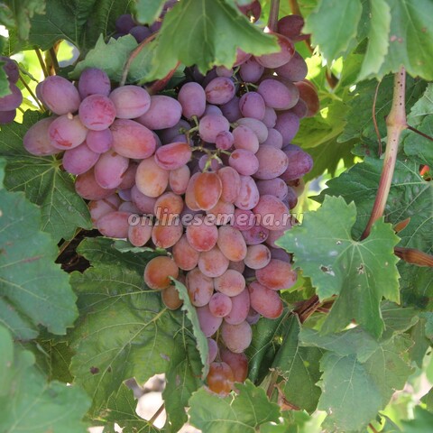 Виноград плодовый Танюша
