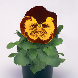 Виола крупноцветковая Кетс Ред энд Голд (1уп-1000шт) профессиональные семена