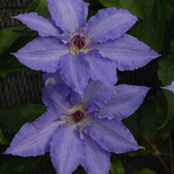 Клематис крупноцветковый Лаура (голубой)