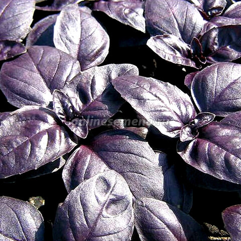 Базилик овощной Пурпурные звезды'