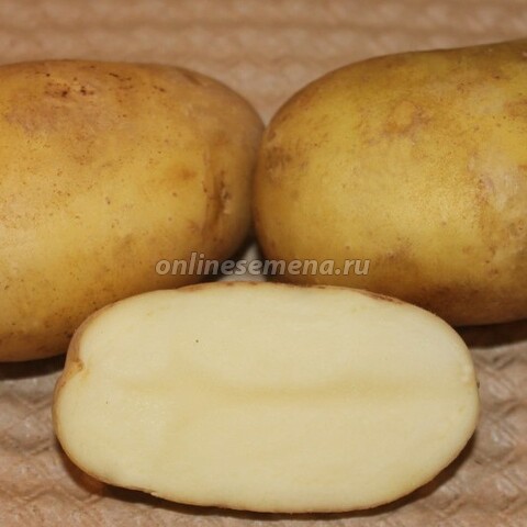 Картофель семенной Юбилей Жукова (элита) (3кг)