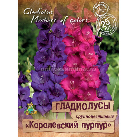Гладиолусы крупноцветковые Королевский пурпур (25 шт.)