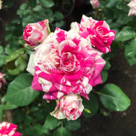 Роза спрей Флашинг (С3,5)