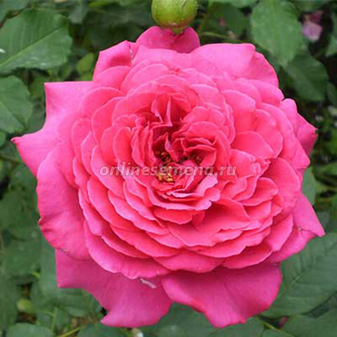Роза чайно-гибридная Иоганн Вольфганг фон Гете (С3,5)