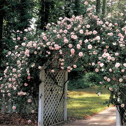 Роза плетистая Нью Даун (С20 Н200-250)
