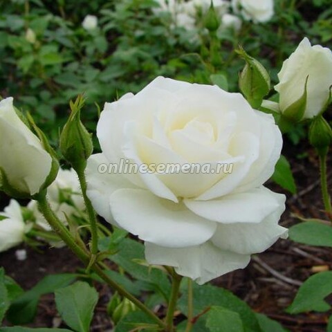 Роза плетистая Сноу Принцесс (С20 Н200-250)