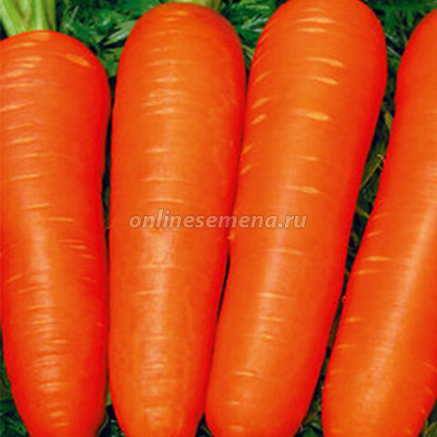 Морковь Ройал Форто’
