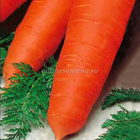Морковь Флакке Агрони’