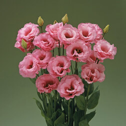 Эустома крупноцветковая Корелли III Роуз (1уп-1000драже) профессиональные семена
