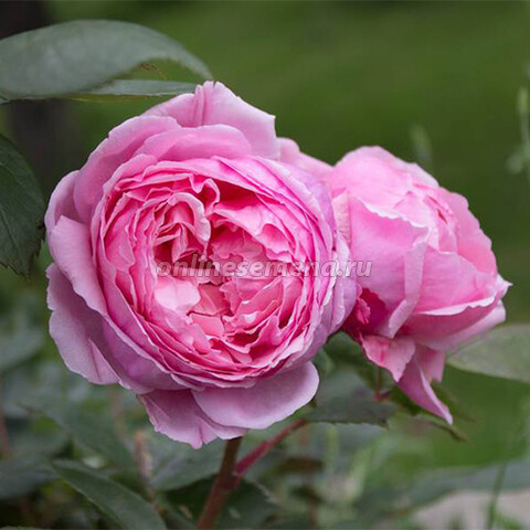 Роза английская парковая Бразе Кэдфэл