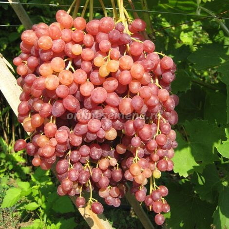 Виноград плодовый Велес (бессемянный)