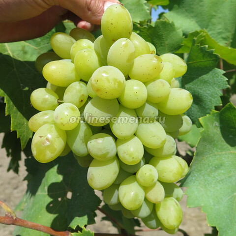 Виноград плодовый Ермак