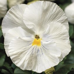 Виола крупноцветковая Колоссус Вайт (1уп-100шт) профессиональные семена
