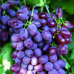 Виноград плодовый Виктория