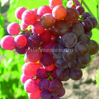 Виноград плодовый Рилайнс пинк сидлис