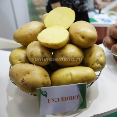 Картофель семенной Гулливер (с/элита) (3кг)