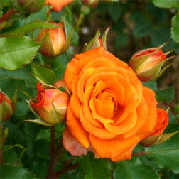 Роза спрей Фиеста Баблс (С3,5)