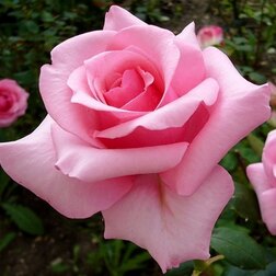 Роза чайно-гибридная Карина (С3,5)