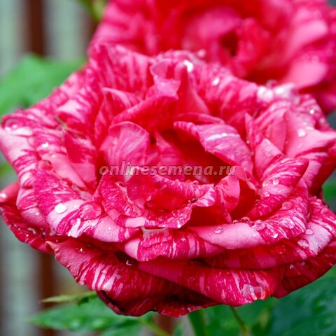 Роза чайно-гибридная Ред Интуишн (С3,5)