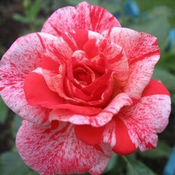 Роза чайно-гибридная Филателия (С3,5)