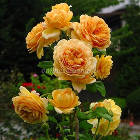 Роза английская Голден Селебрейшен (С3,5)