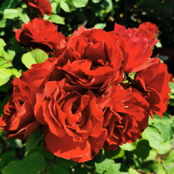 Роза канадская парковая Хоуп оф Хьюманити (С3,5)