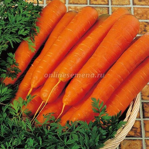 Семена моркови НИИОХ 336
