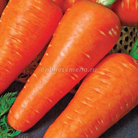 Морковь Рекси’