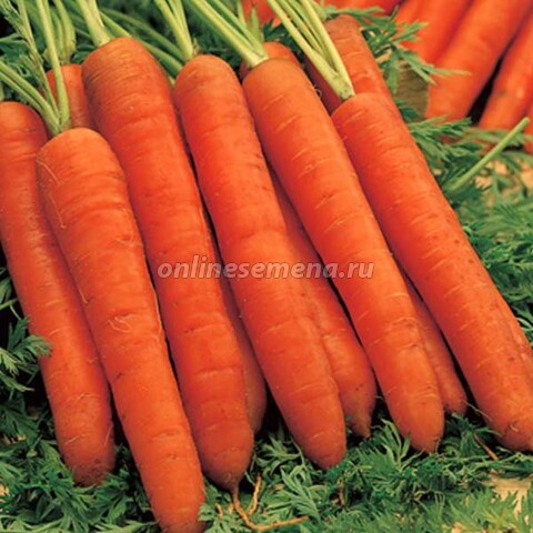 Семена моркови Рогнеда