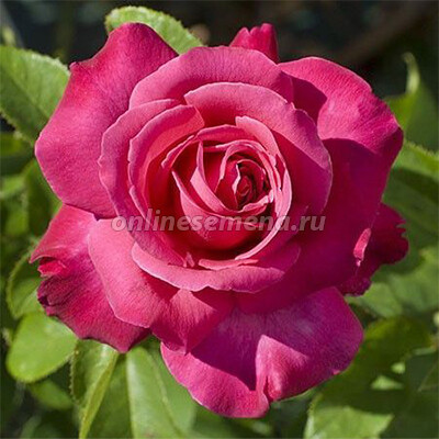 Роза чайно-гибридная Каприз де Мейян