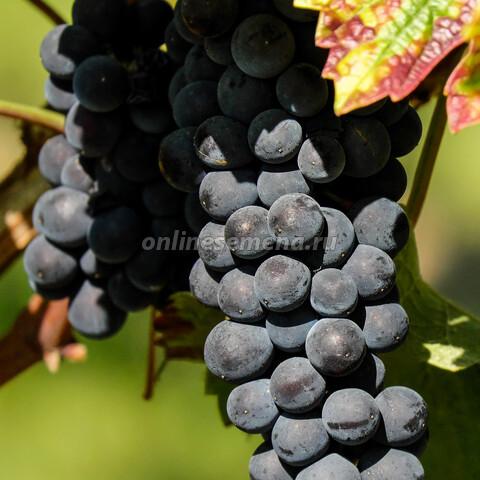 Виноград плодовый П-26