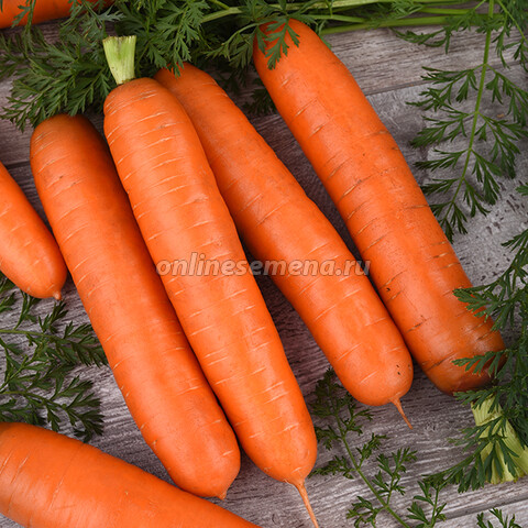 Морковь Самсон