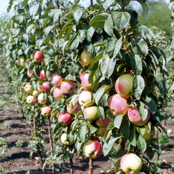 Яблоня колонновидная Валюта(подвой М-9 карлик)(в сетке)