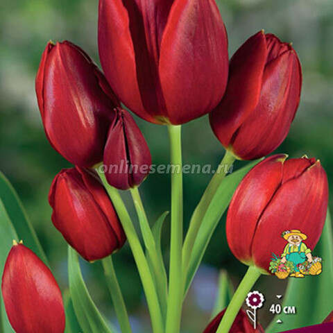 Тюльпан Многоцветковый Рулет 11-12/К (10 шт.)