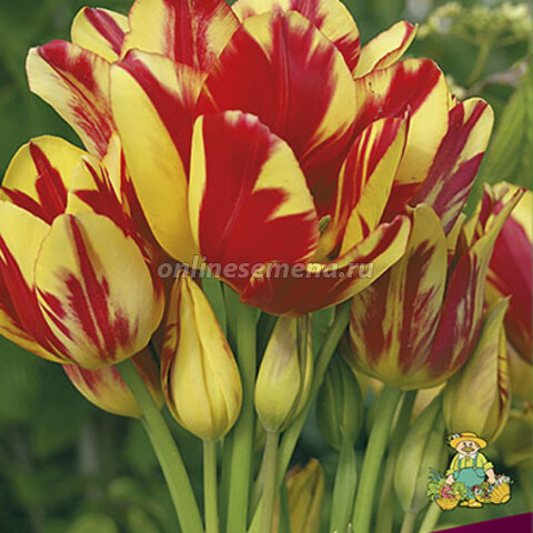 Тюльпан Многоцветковый Уандер Клаб 11-12/К (10 шт.)