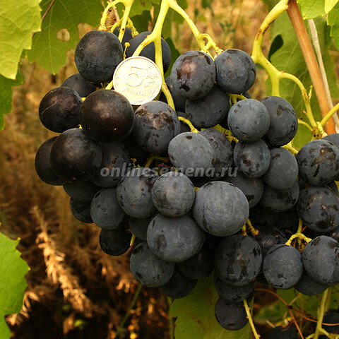 Виноград плодовый Рошфор'