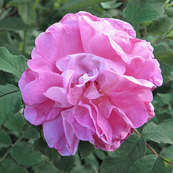 Роза канадская парковая Свит Аделин (С5)