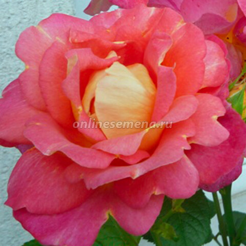 Роза чайно-гибридная Люстиге