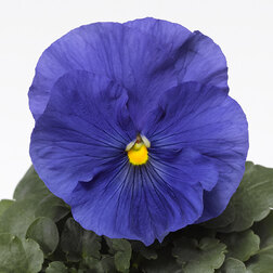 Виола крупноцветковая Дельта Спиди F1 Тру Блю (1уп-1000шт) профессиональные семена