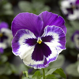 Виола крупноцветковая Дельта Спиди F1 Виолет энд Вайт (1уп-100шт) профессиональные семена