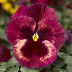 Виола крупноцветковая Дельта Спиди F1 Роуз Медли (1уп-100шт) профессиональные семена
