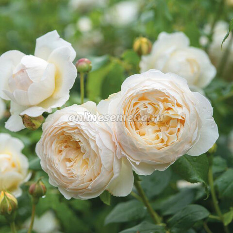 Роза парковая Сноуболл (С3,5)