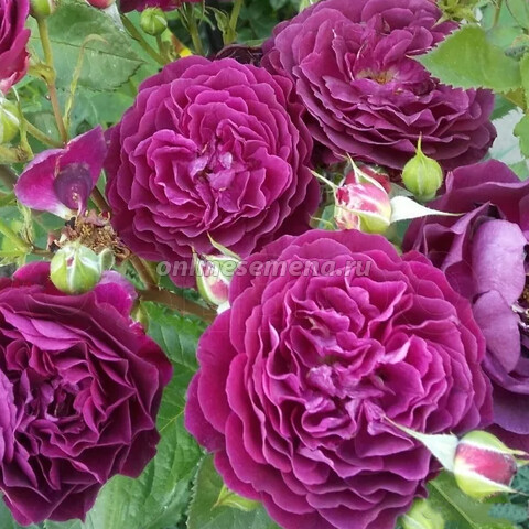 Роза флорибунда Пёпл Эден (С3,5)