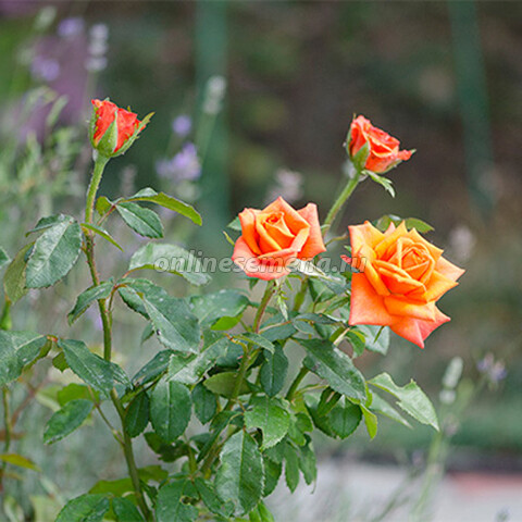 Роза чайно-гибридная Миракл (С3,5)