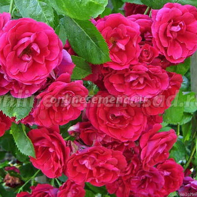 Роза плетистая Блейз Супериор (С2-4л) 
