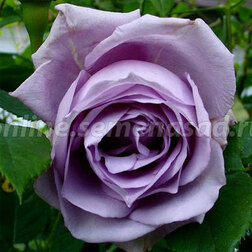 Роза плетистая Блю Мун  (С2-4л)